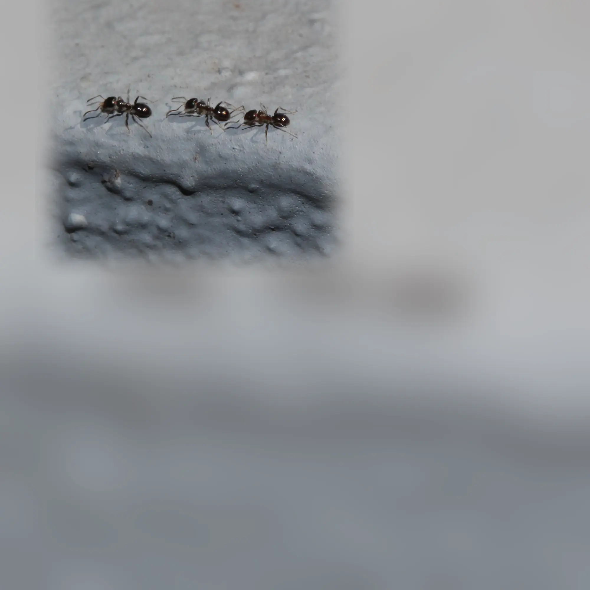 Close-up of an ant (Ochetellus glaber)