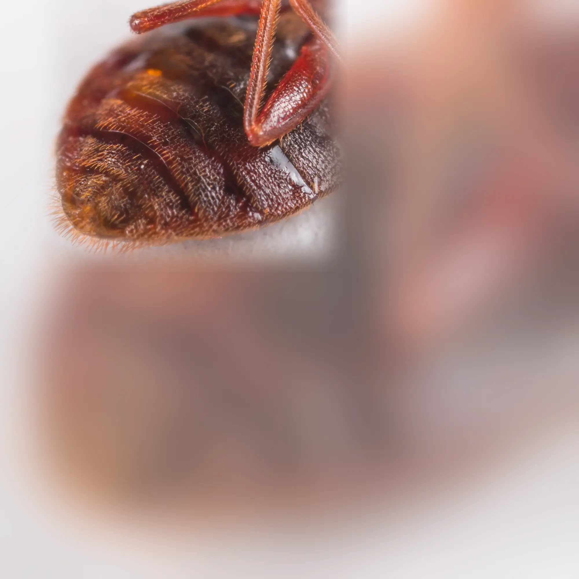 Close-up of bed bugs (Cimex lectularius)