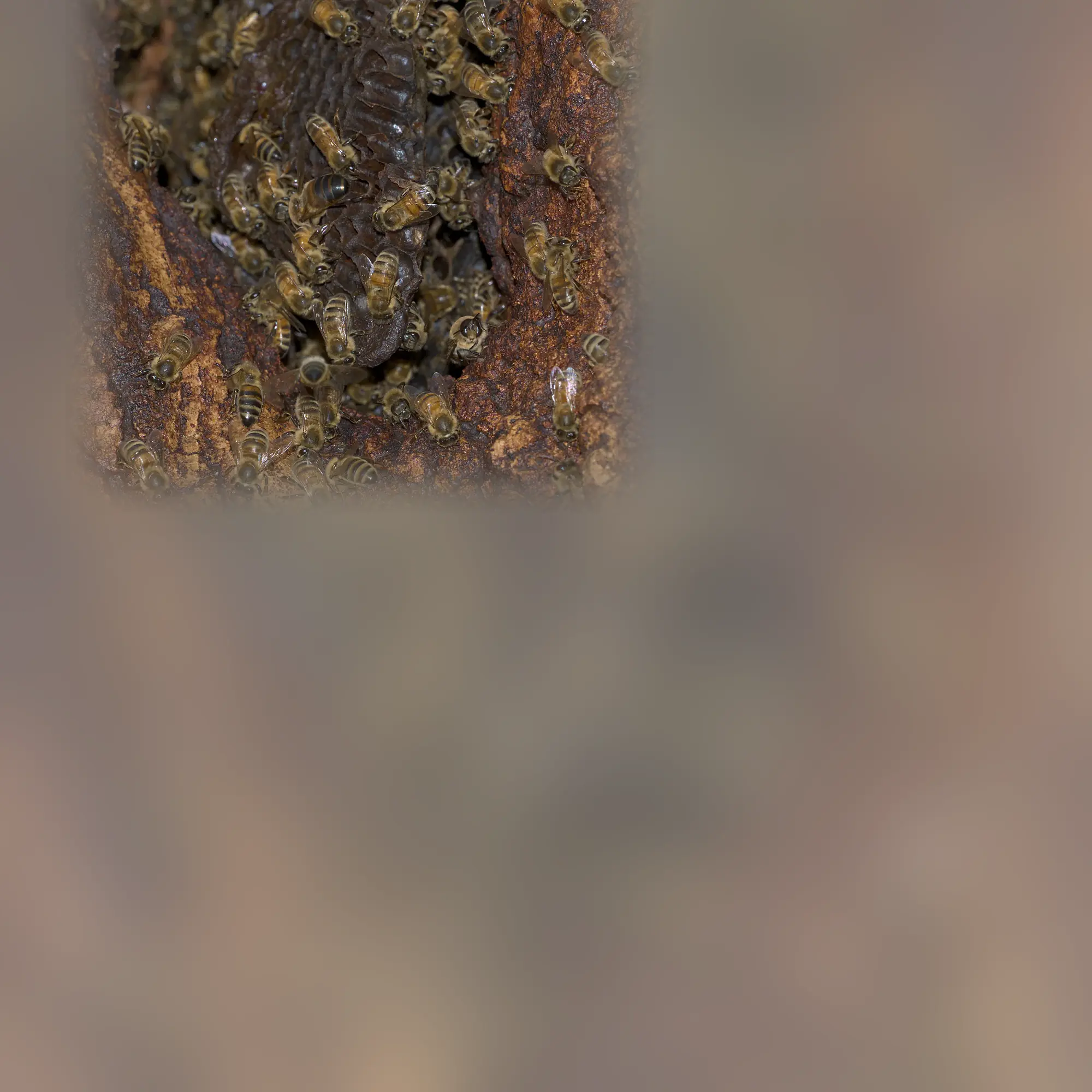 Close-up of a bee (Apis mellifera)