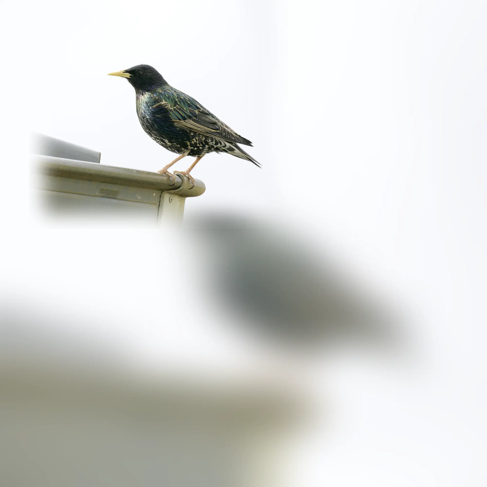 Close-up of a bird (Sturnus vulgaris)
