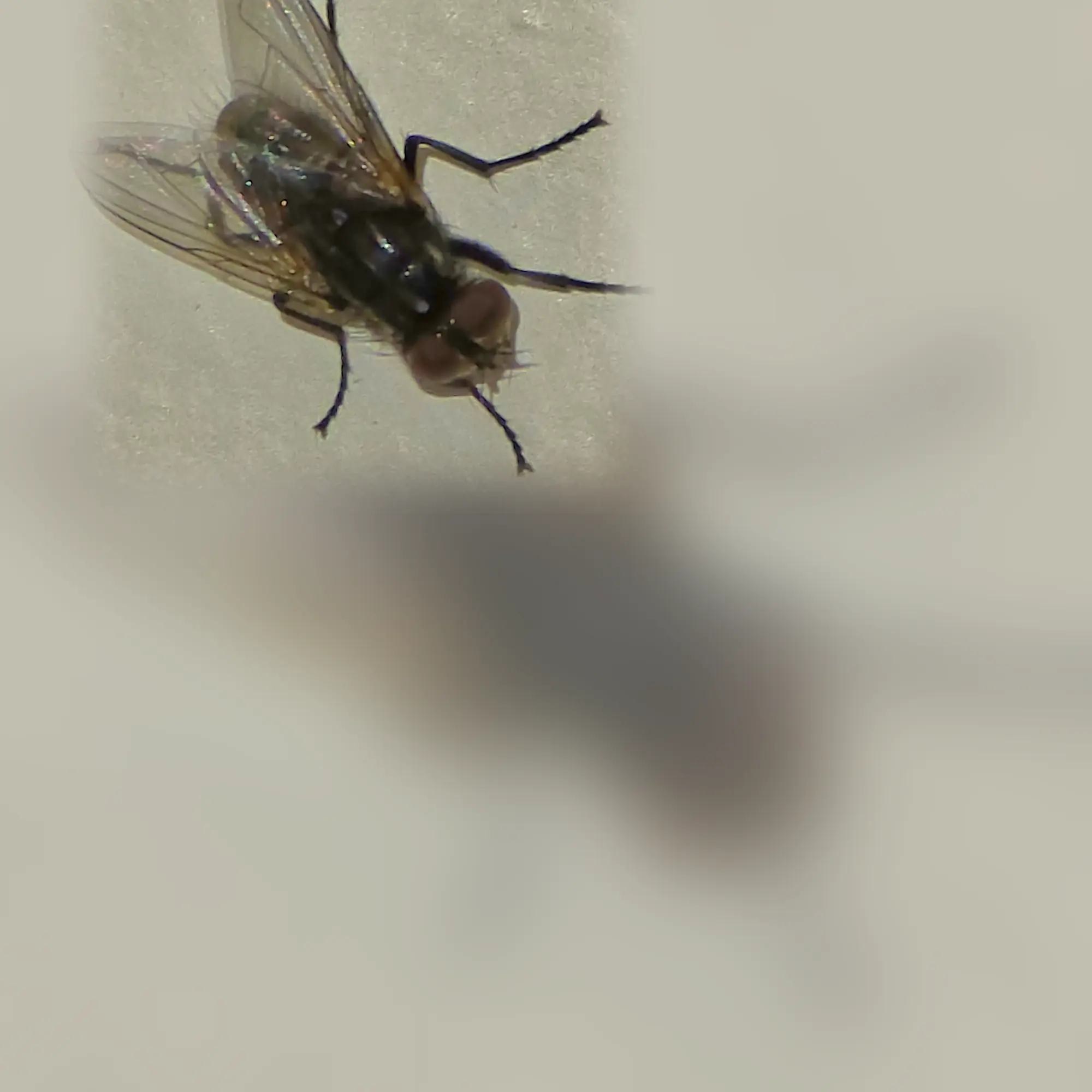 Close-up of a fly (Musca domestica)