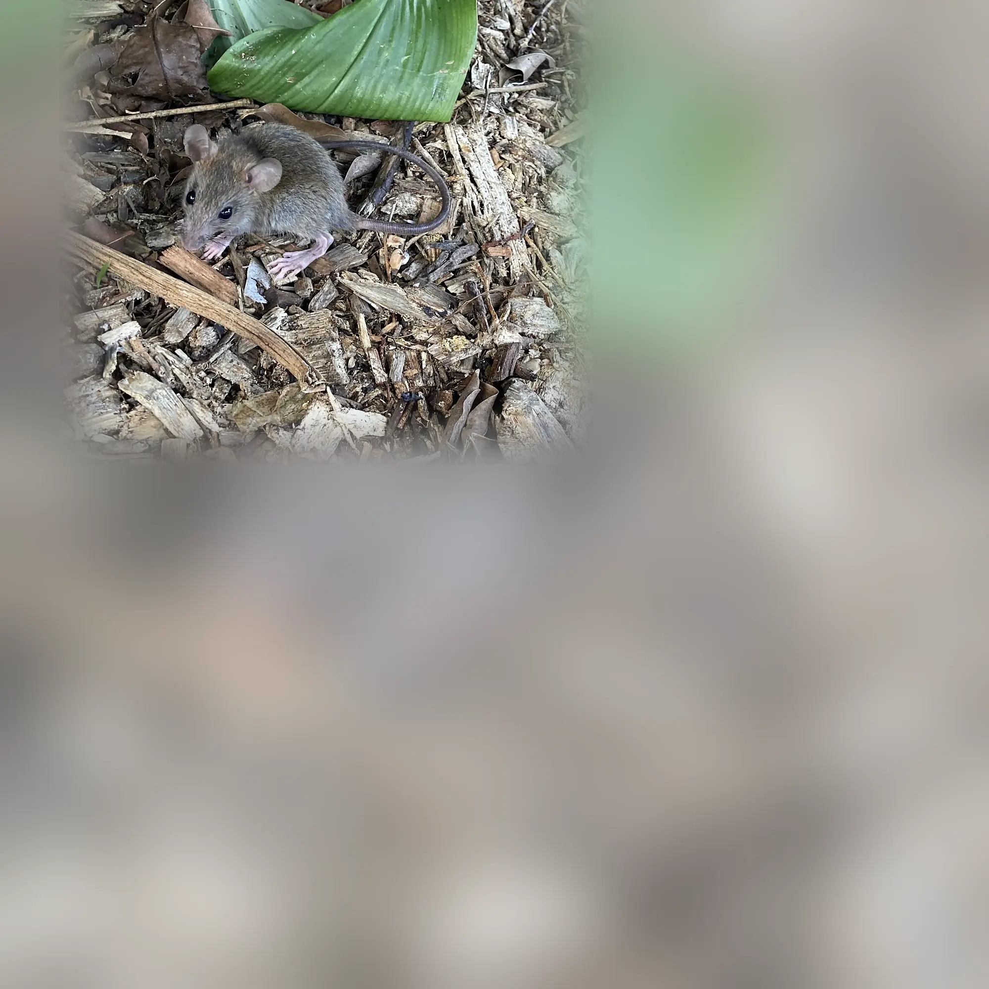 Close-up of mice (Mus musculus)