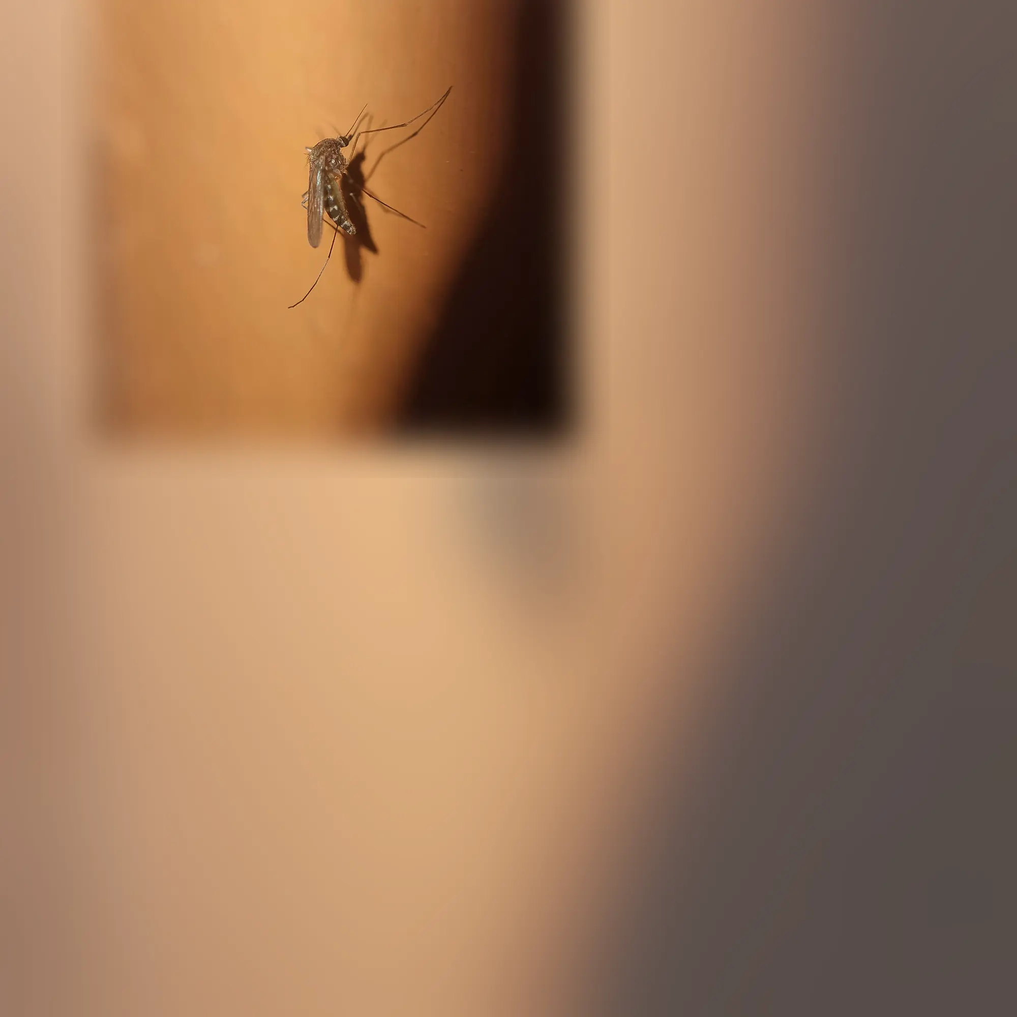 Close-up of a mosquito (Culex quinquefasciatus)