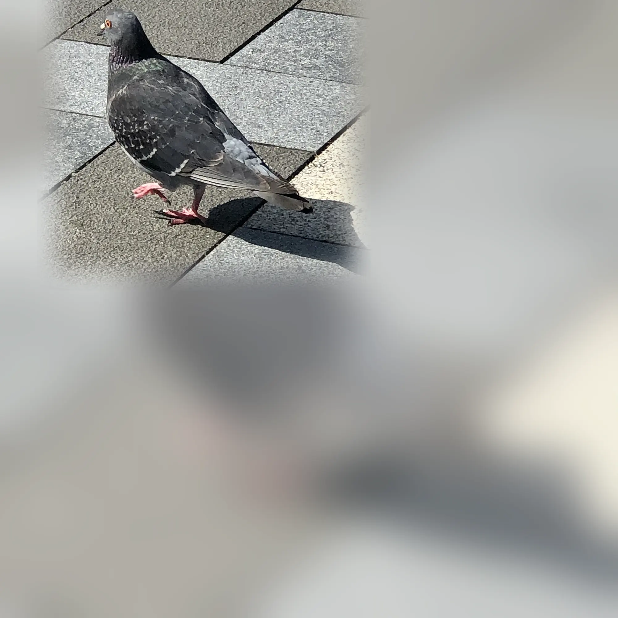 Close-up of a pigeon (Columba livia)