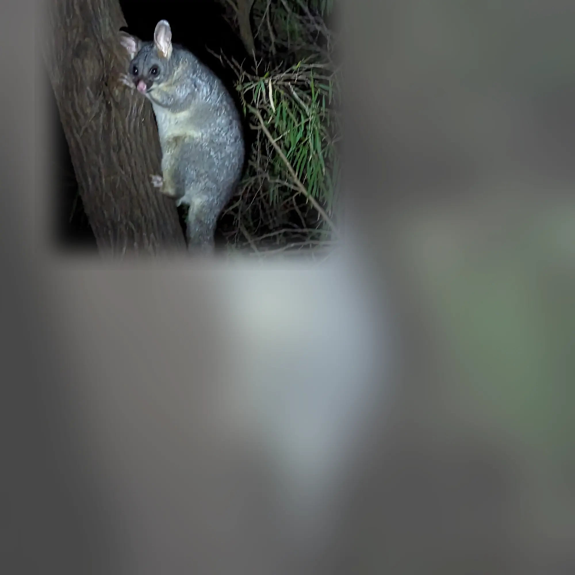 Close-up of a possum (Trichosurus vulpecula)