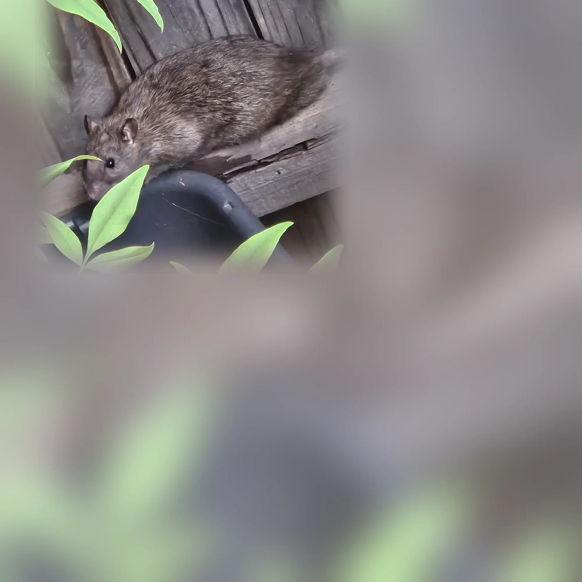 Close-up of a rat (Rattus rattus)