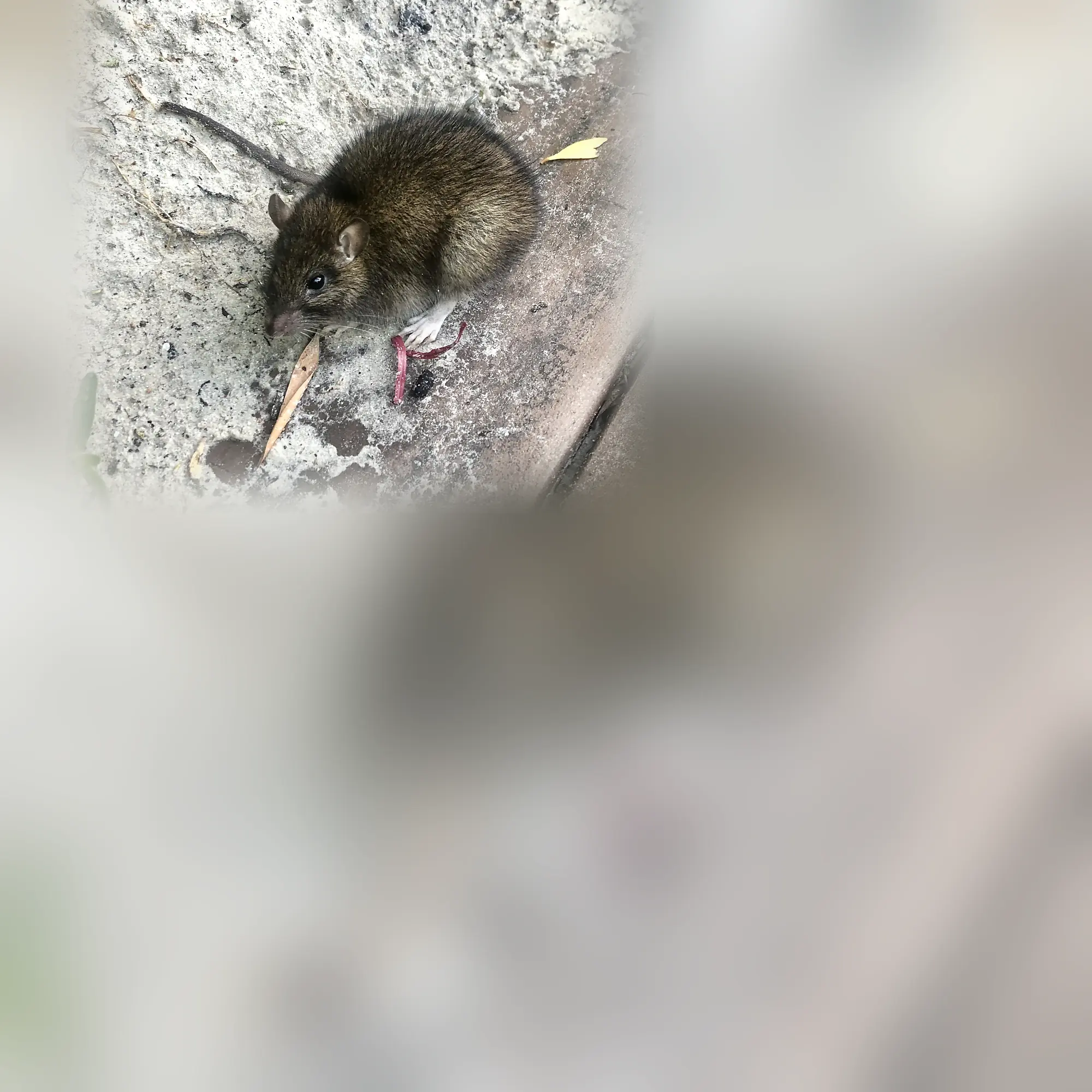 Close-up of a rodent (Rattus norvegicus)