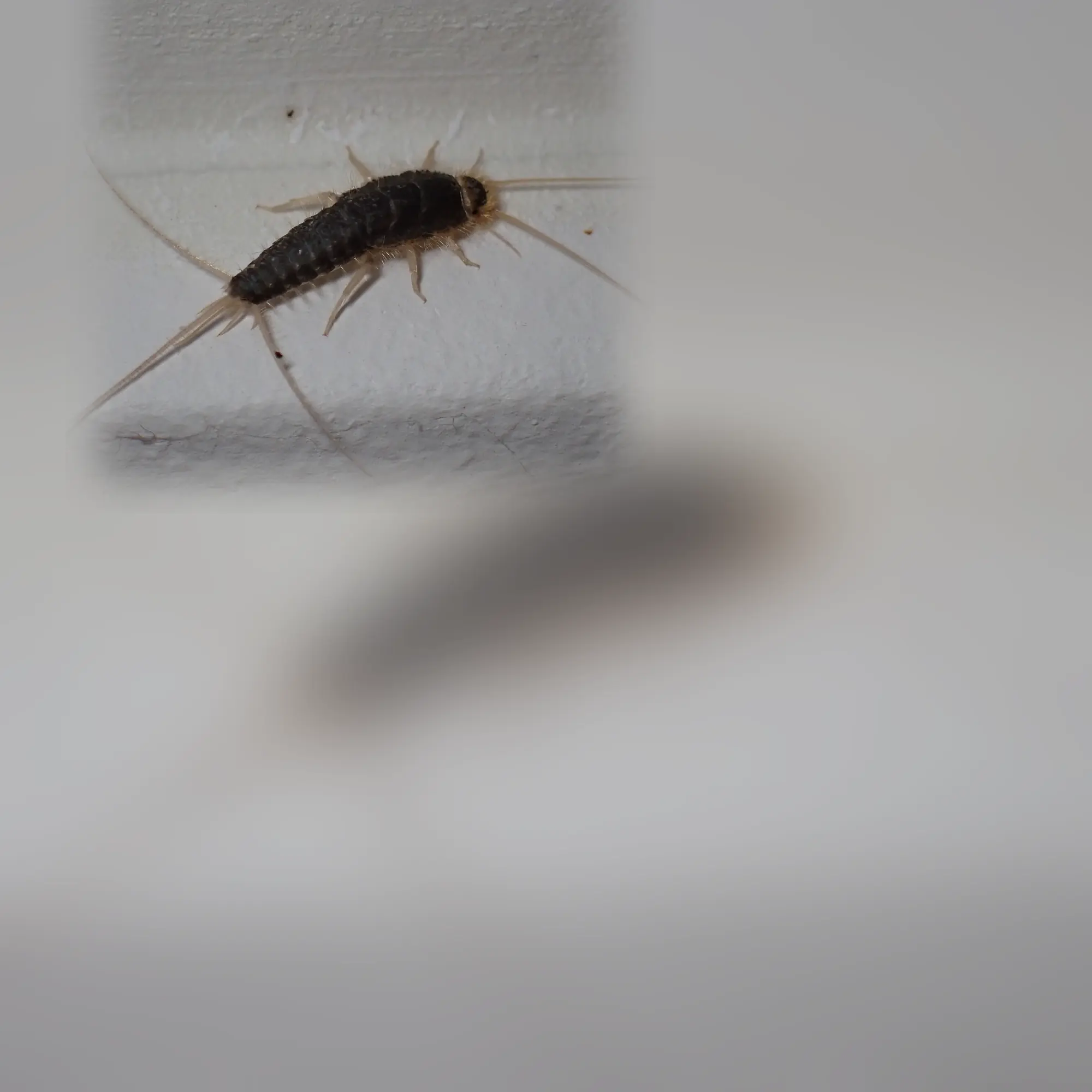 Close-up of a silverfish (Ctenolepisma longicaudatum)