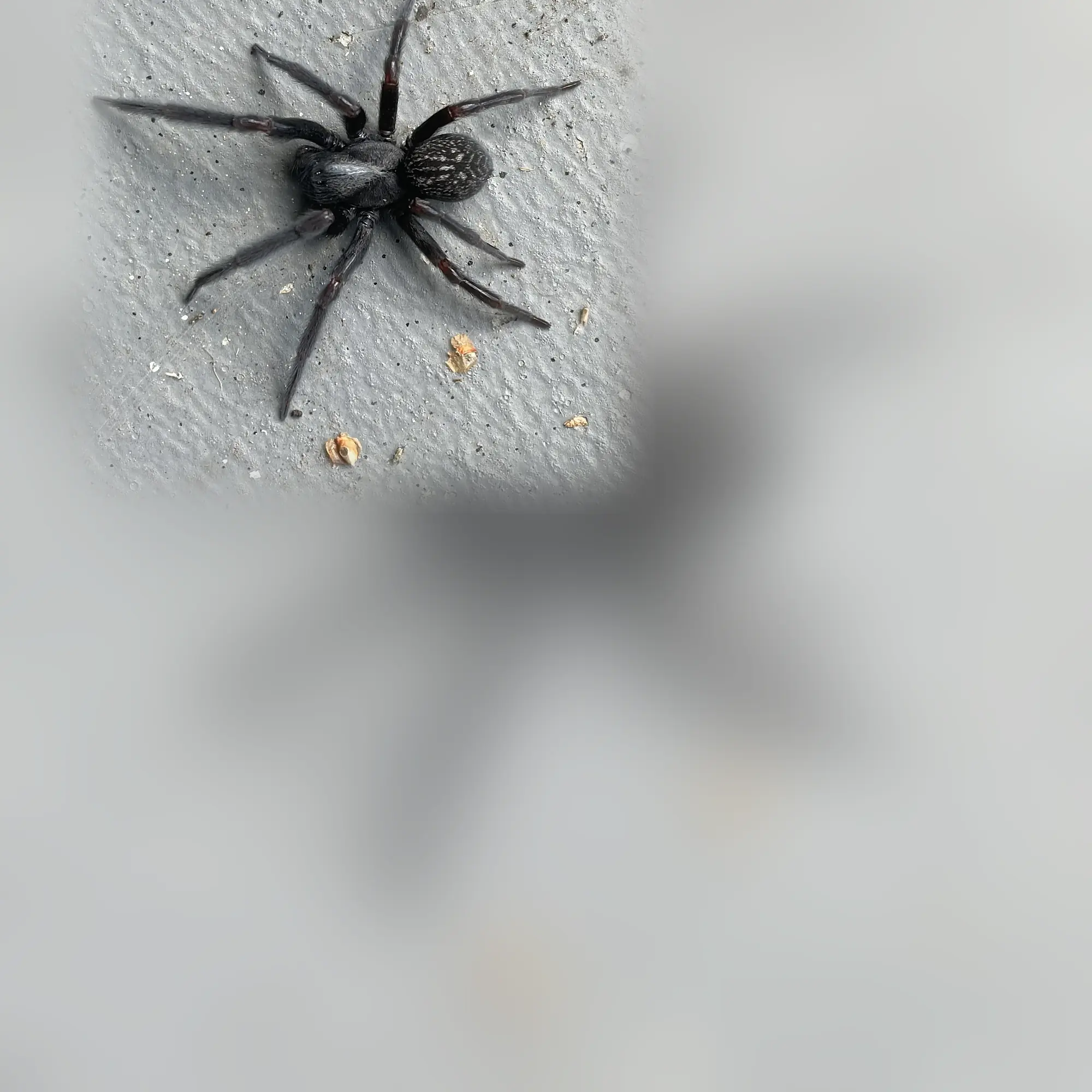 Close-up of a spider (Badumna insignis)