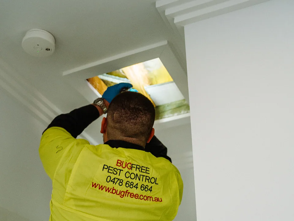 Bug Free technician inspecting a wall cavity with a torch