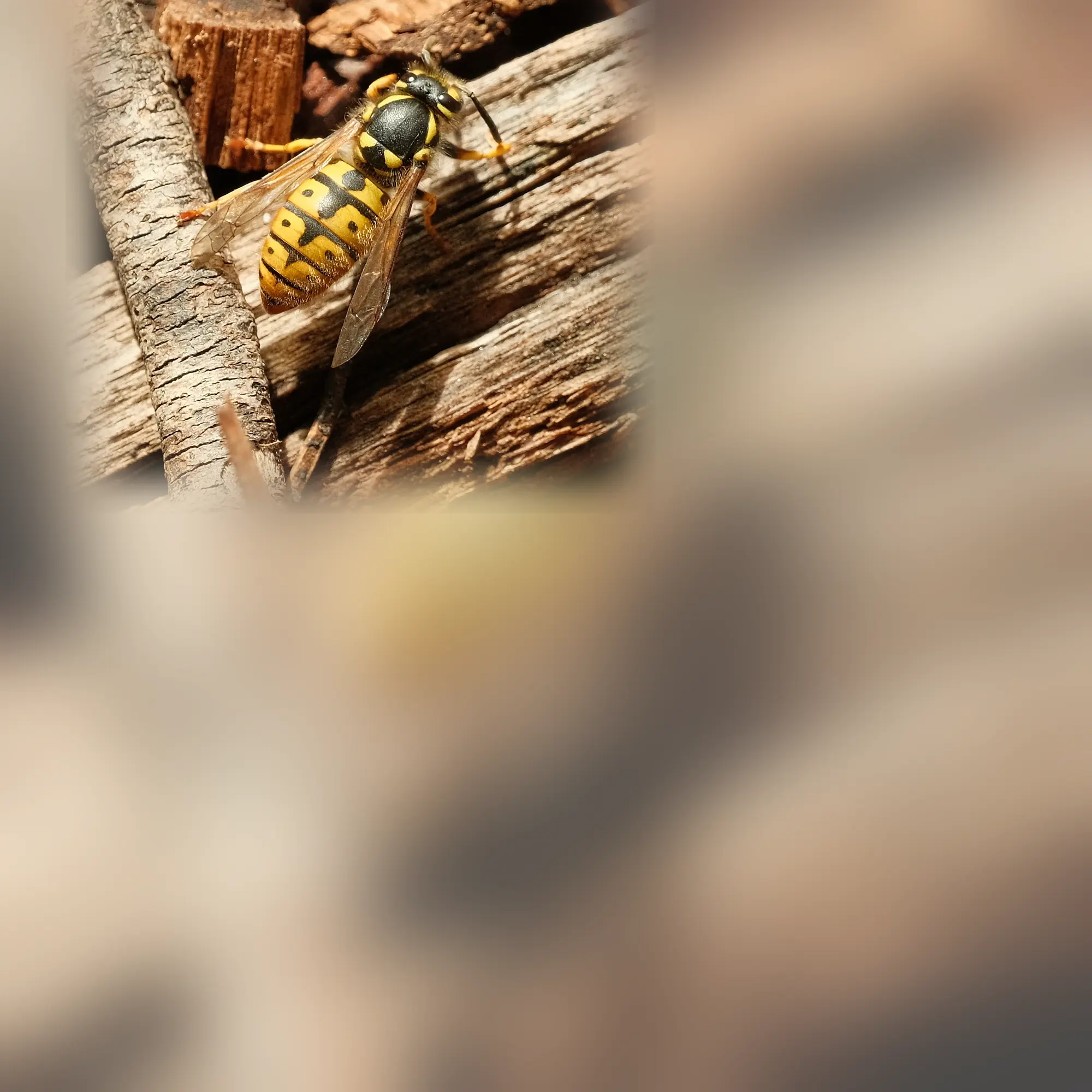 Close-up of a wasp (Vespula germanica)
