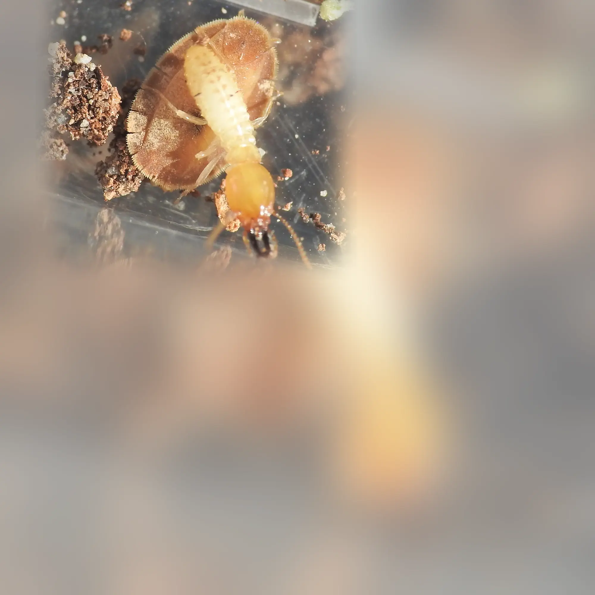 Close-up of a white ant (Coptotermes acinaciformis)